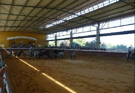 Los Lagos Equestrian Center