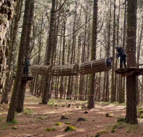 Spain Las Lagunetas Forestal Park Tenerife Forestal Park Tenerife La Palma - Las Lagunetas - Spain