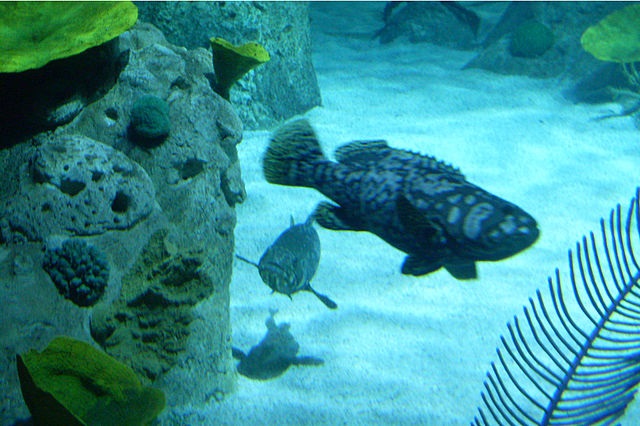 Turkey Istanbul Istanbul Aquarium Istanbul Aquarium Turkey - Istanbul - Turkey