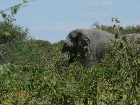 Namibia Katima Mulilo  Kaudom Animal Reserve Kaudom Animal Reserve Caprivi - Katima Mulilo  - Namibia