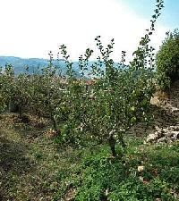 أفضل العروض ل منزل اسيرينا  )  اي) ازانزا