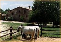 أفضل العروض ل بويج - وريول يوسا