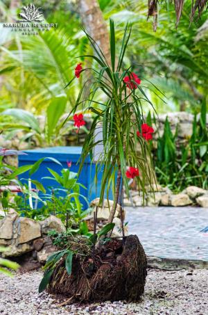 Best offers for BELIZE BOUTIQUE RESORT & SPA MASKALL