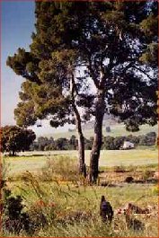 Finca Corral de Ramas