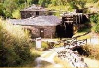 Best offers for Freixe I Santa Eulalia De Oscos