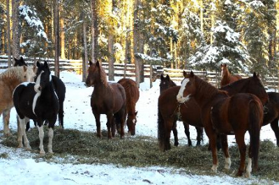 أفضل العروض ل تن اياه فندق - ج يوست روم ماب لاك لا هاتشي