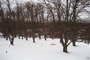 أفضل العروض ل يراس ديل روبيلانو كاسيياس