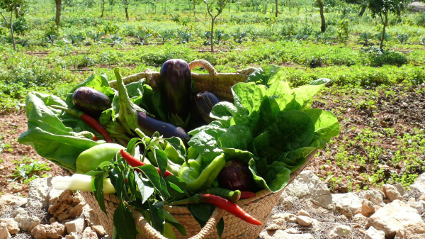 Best offers for Finca Sa Carrotja Ses Salines