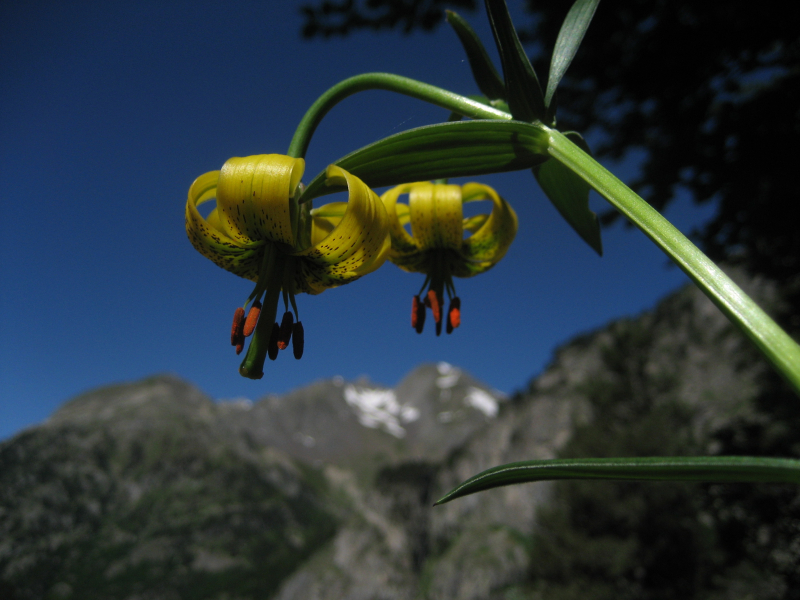 Best offers for Nievesol Formigal