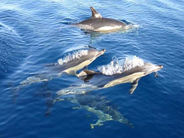 أفضل العروض ل  أولهاو