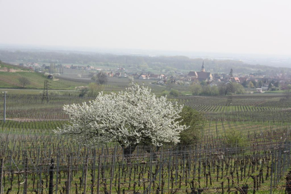 Best offers for Auberge Du Brand Colmar