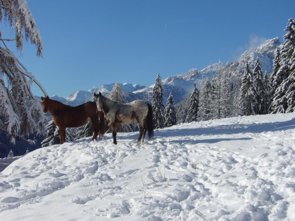 أفضل العروض ل  كامبيتلو دي فاسا