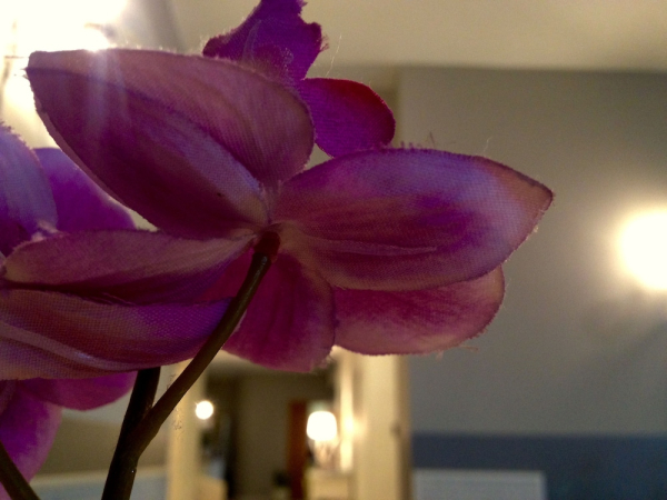 أفضل العروض ل  دسنزانو دل جاردا