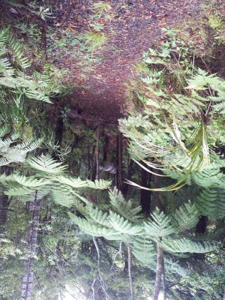 أفضل العروض ل  اوكلاند 