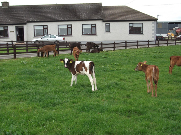 أفضل العروض ل اف ماريا فارمهاوس سليجو