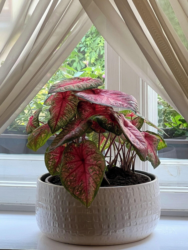 أفضل العروض ل فندق ابارت  كارمل كراكوو 