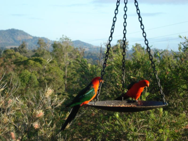 Best offers for Amamoor Lodge Sunshine Coast 