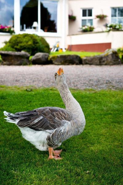 Best offers for Harvey'S Point Country Donegal
