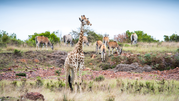 Best offers for Gondwana Game Reserve Kleinberg