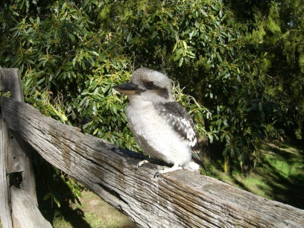 Best offers for Kalimna Woods Cottages Gippsland and Lakes Region