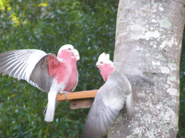 Best offers for Dolphins Motor Inn North Coast