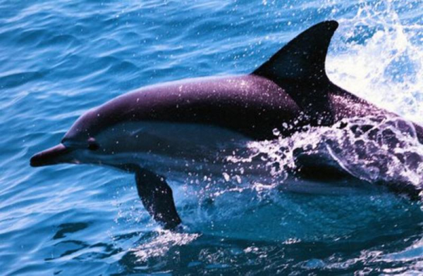 Best offers for Beaches Serviced Apartments North Coast