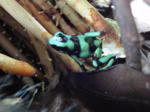 Best offers for Cabinas Los Almendros Limitada Central Pacific Beaches in Costa Rica