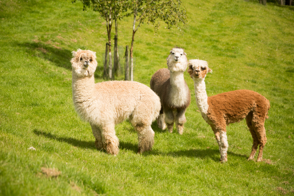 Best offers for Clanard Court Hotel Kildare