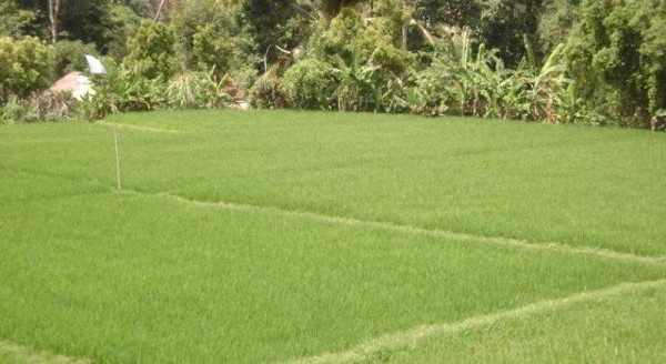 أفضل العروض ل كانانج كانانج جيست هاوس جزيرة بالي