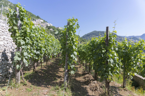 أفضل العروض ل زينتونيو شاطى نابولى