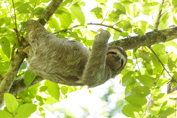 Best offers for Cuna del Angel South Pacific Beaches In Costa Rica