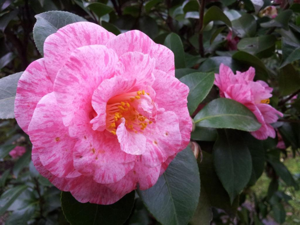 أفضل العروض ل لا نفولا رسايدنس شاطى نابولى