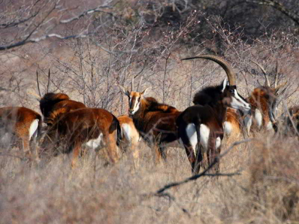 Best offers for Ditholo Game Lodge Bela Bela (warmbaths) 