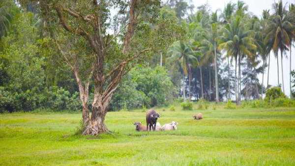 Best offers for Nantra De Deluxe Ban Nua Khlong