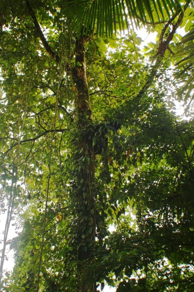 Best offers for Lost Iguana Resort & Spa Arenal Volcano National Park