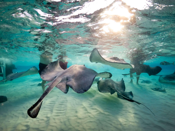 Best offers for Wyndham Reef Resort George Town