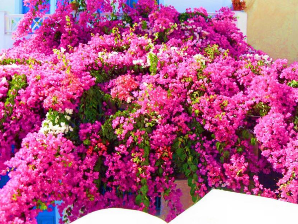 أفضل العروض ل  رودوس