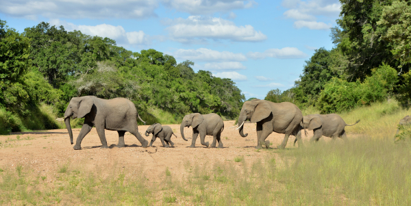 Best offers for Imbali Safari Lodge Nelspruit