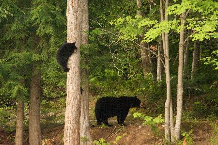 أفضل العروض ل بوارفويري د يو لاك بلانك سينت-الكسيس-دس-مونتس