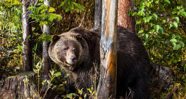 أفضل العروض ل جلاكير موانتينير فندق جولدن