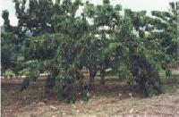 أفضل العروض ل يل باستور بيورنال