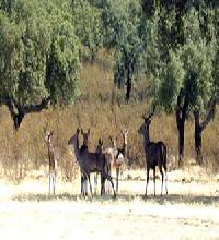 أفضل العروض ل لا تورا فالنسيه د الكانتاره