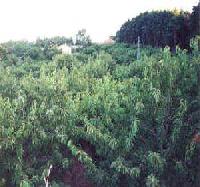 أفضل العروض ل ماخادا دي الباران بيورنال