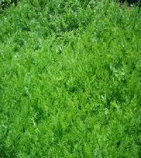 Best offers for L' Hortal Barruera