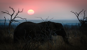 Restaurants in Swaziland Where to eat inSwaziland Restaurants in Swaziland Where to eat in Swaziland