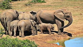 Restaurants in South Africa Where to eat inSouth Africa Restaurants in South Africa Where to eat in South Africa