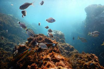 Snorkeling Wildlife in the Azores, Teceira Island | OceanEmotion Snorkeling Wildlife in the Azores, Teceira Island | OceanEmotion