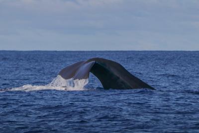 Whale Watching in the Azores, Terceira Island | OceanEmotion Whale Watching in the Azores, Terceira Island | OceanEmotion