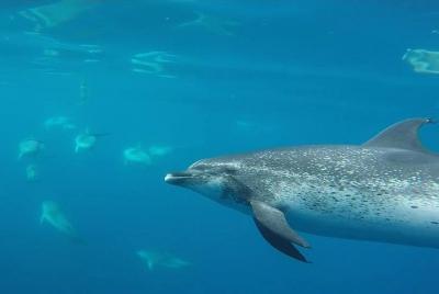 Swimming with Dolphins in the Azores, Teceira Island | OceanEmotion Swimming with Dolphins in the Azores, Teceira Island | OceanEmotion