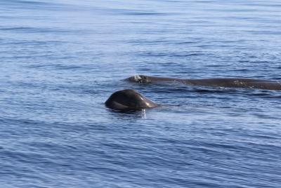 Whale and Dolphin Watching | Water4fun Whale and Dolphin Watching | Water4fun